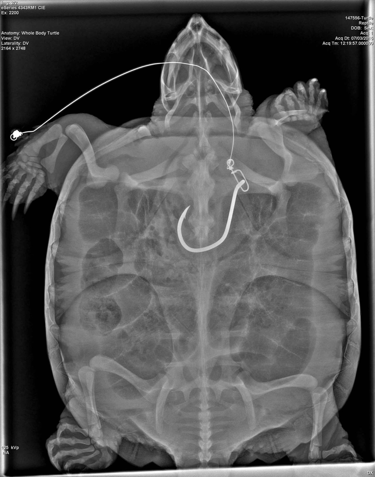 An X-Ray that shows a common snapping turtle swallowed a large hook.
